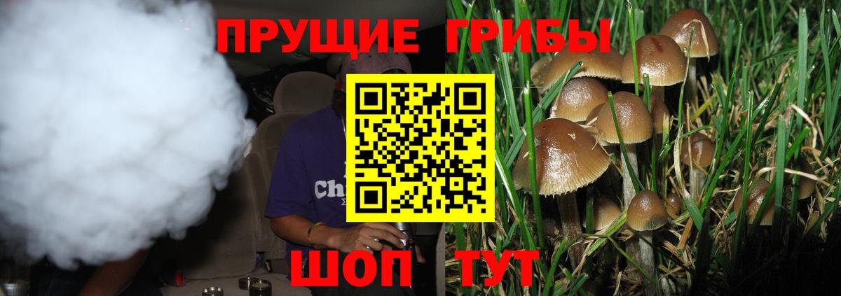 наркошоп  Вход с VPN  Михайловск  Псилоцибиновые грибы Cubensis 